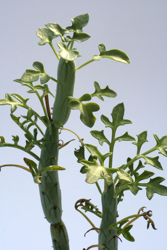 senecio articulatus 7817