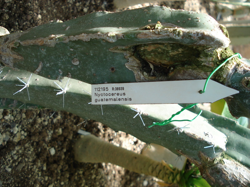 nyctocereus guatemalensis rauh38939 363