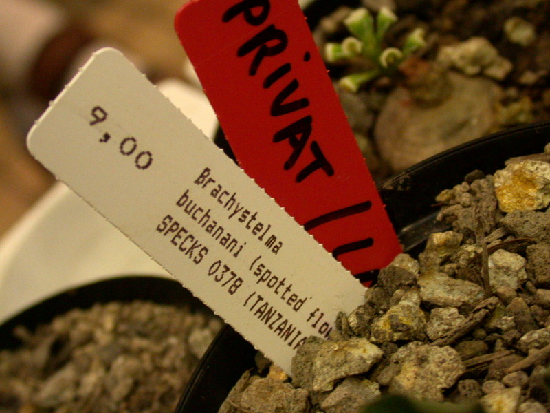 brachystelma buchanani specks0378 03