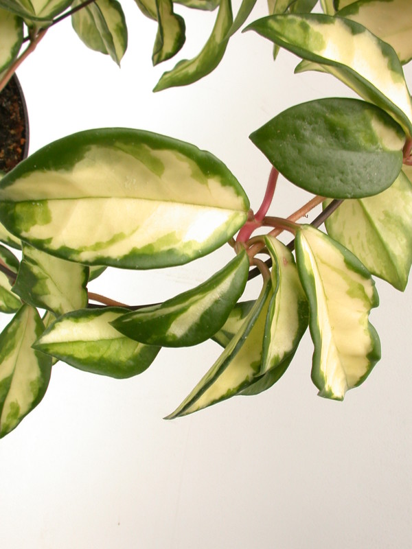 hoya carnosa melanie 3923