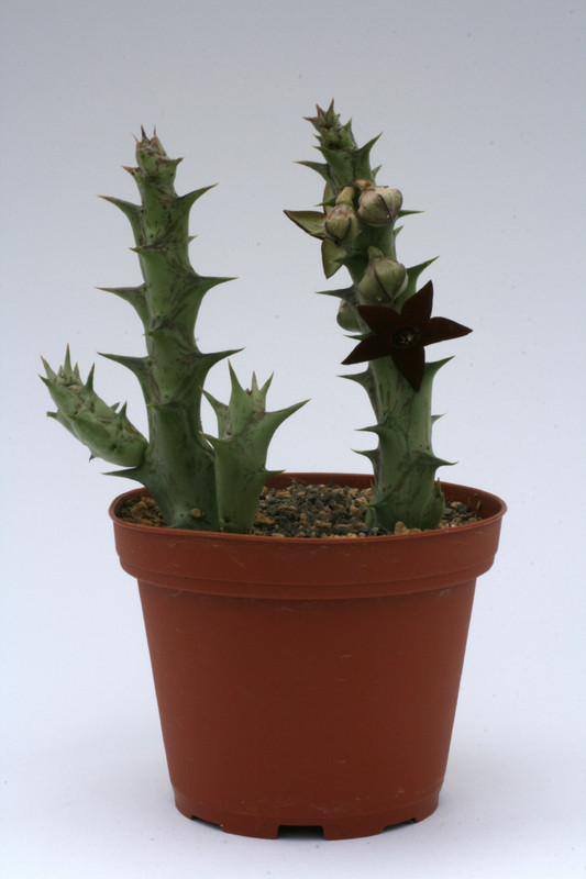 orbea commutata 9337