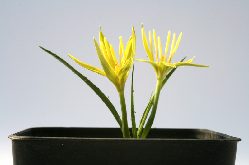 empodium plicatum 6570