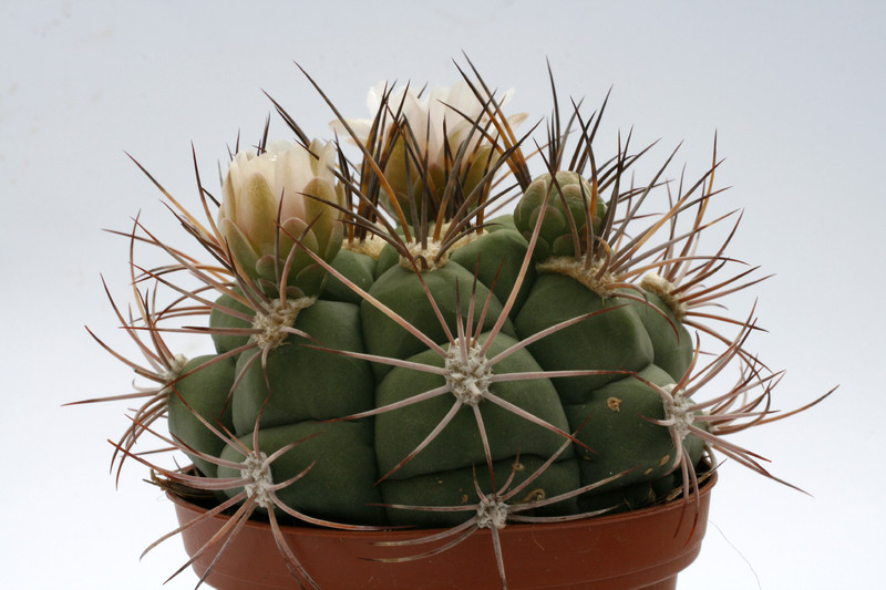 gymnocalycium tilcarense mg490 35 9933