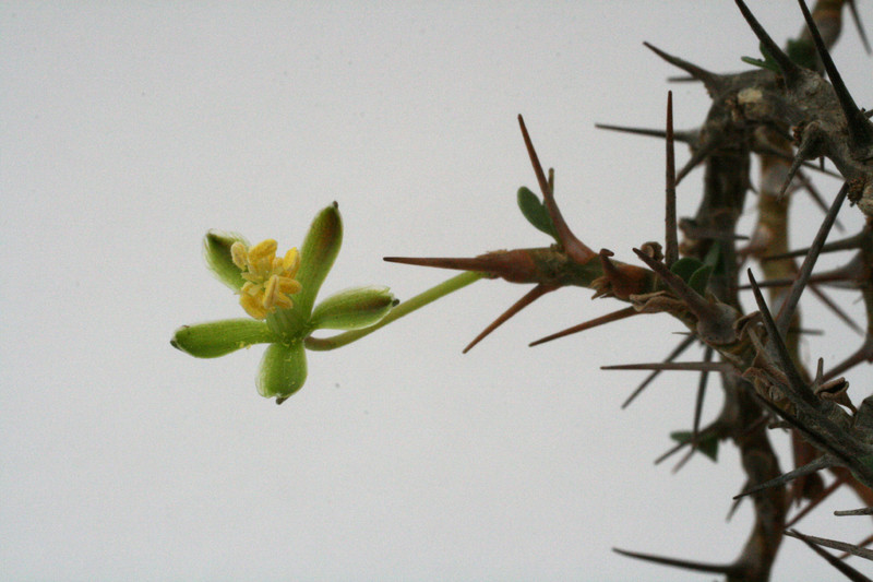 sarcocaulon vanderietiae groß 0038