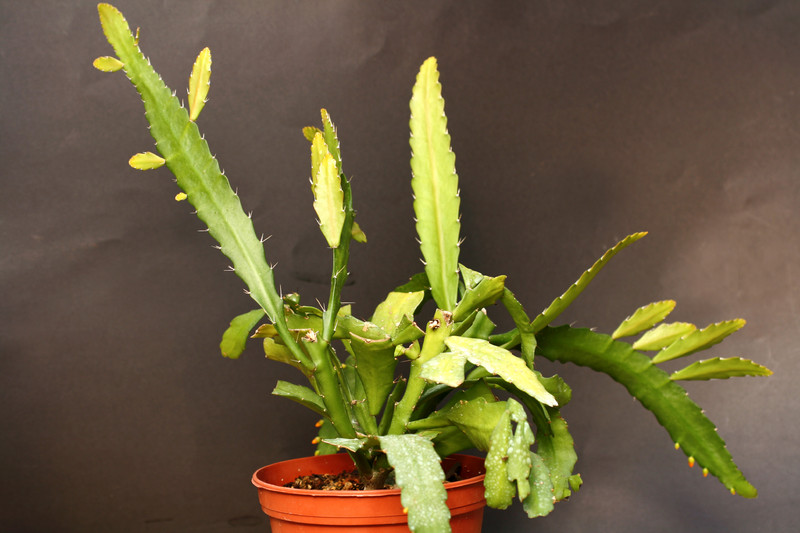 lepismium myagawe 0394