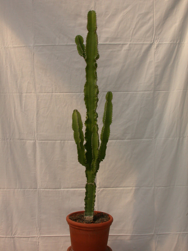 euphorbia ingens 80eu 1524