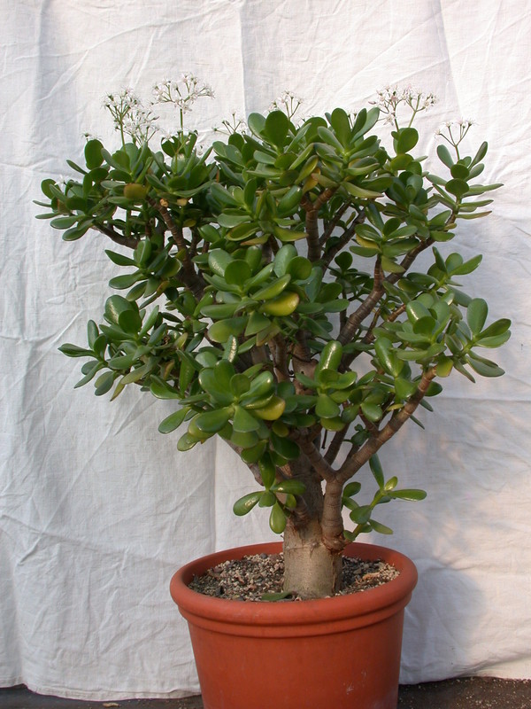 crassula portulacaria 05