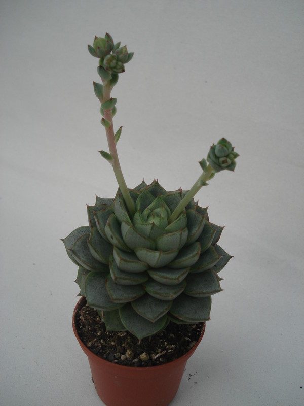 echeveria turgida 8340