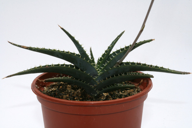 aloe calcairpphila 3013
