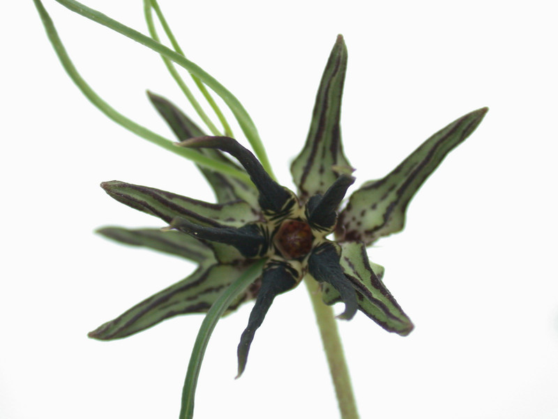 brachystelma bracteolatum 01