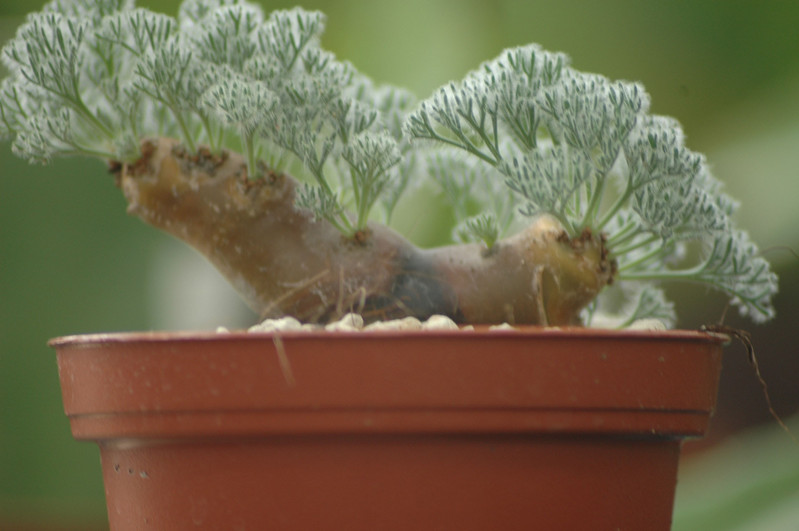 sarcocaulon multifidum 01