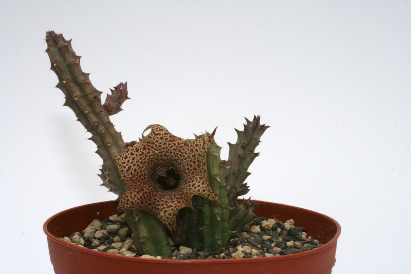 huernia volkartii 9336