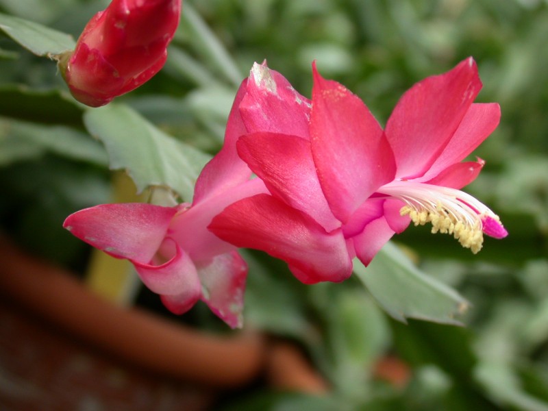 schlumbergera miss shimano 05
