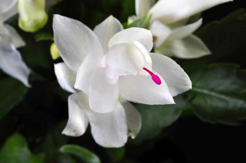schlumbergera salvador brasil 009