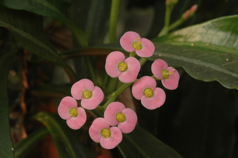 euphorbia lophogona 1179