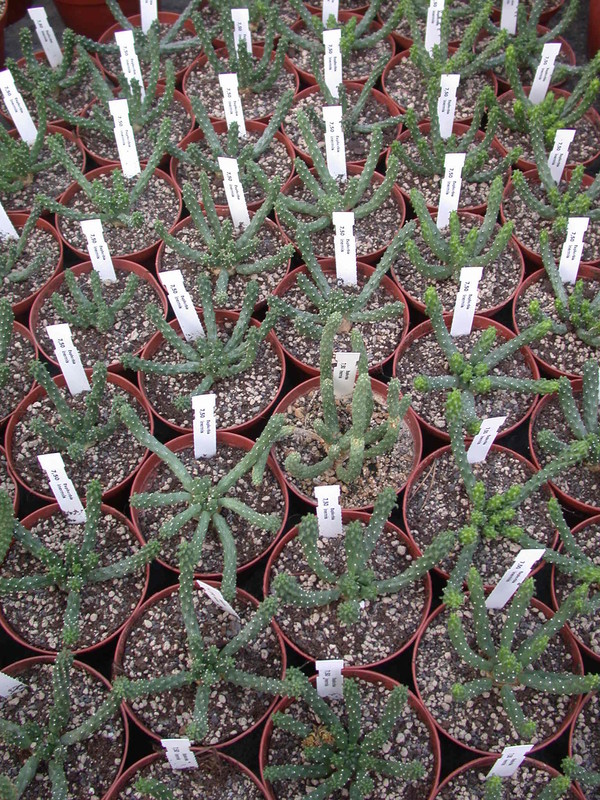 euphorbia inermis 1286