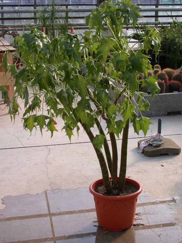 senecio praecox 1185