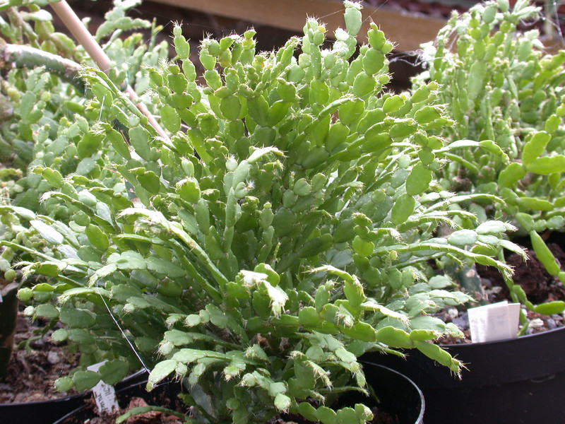 schlumbergera russeliana ehlers 03