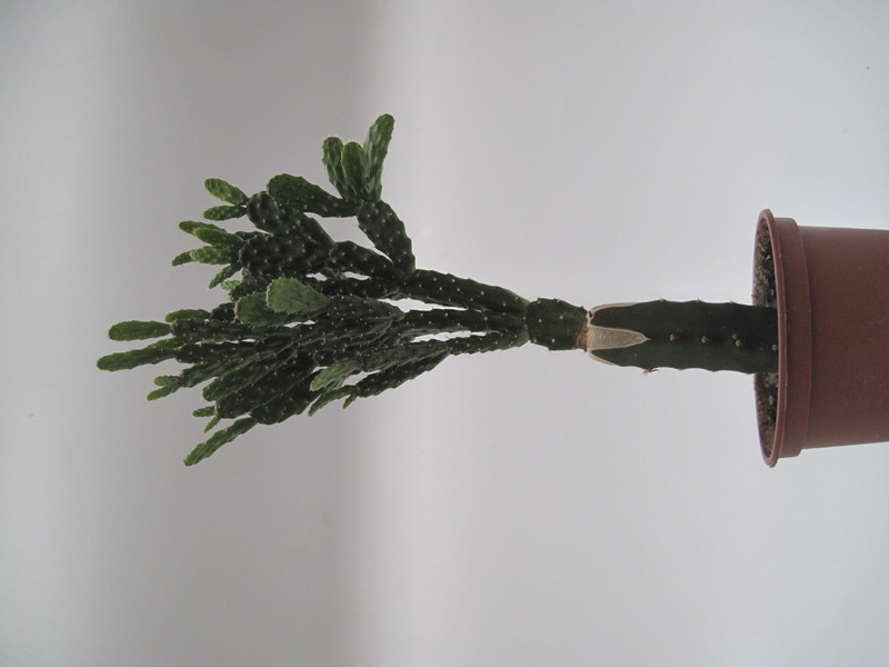 schlumbergera opuntioides 7716