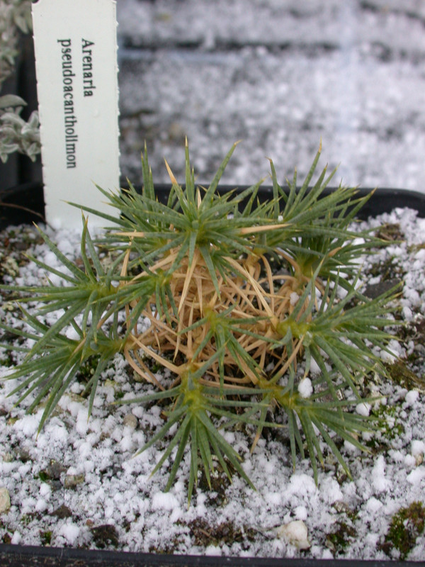 arenaria psacantholimon