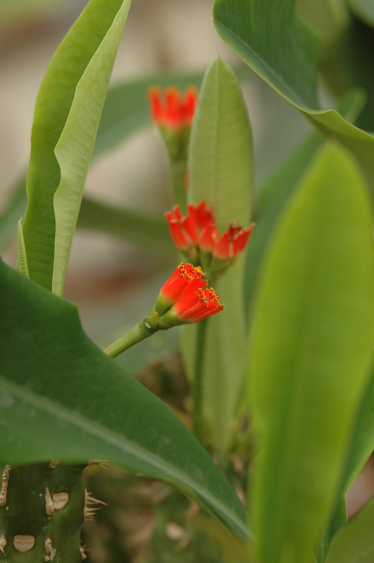 euphorbia vigueri 1083