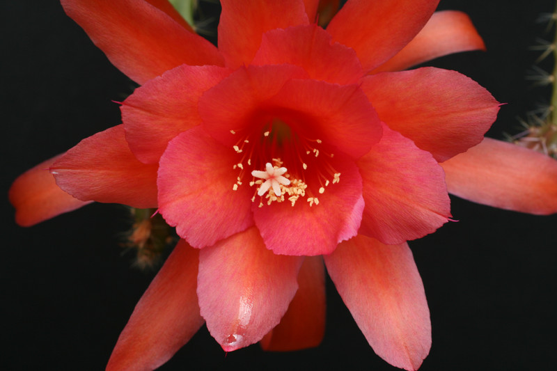 aporocactus nayla 1157