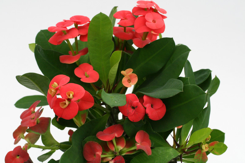 euphorbia milii vulcanus 1169