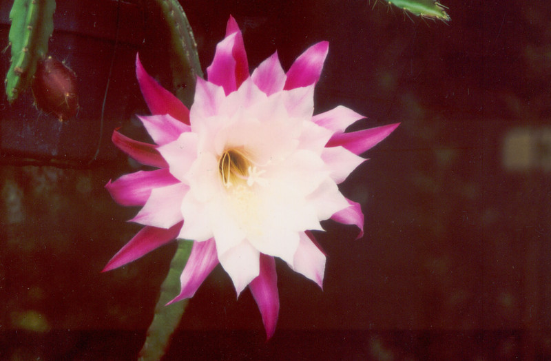 eh yvonne p 1121 01