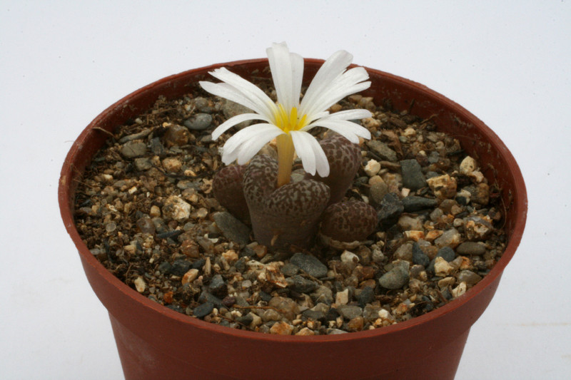 conophytum pellucidum neoballii sb1187 2808