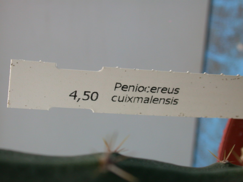 peniocereus cuixmalensis 36