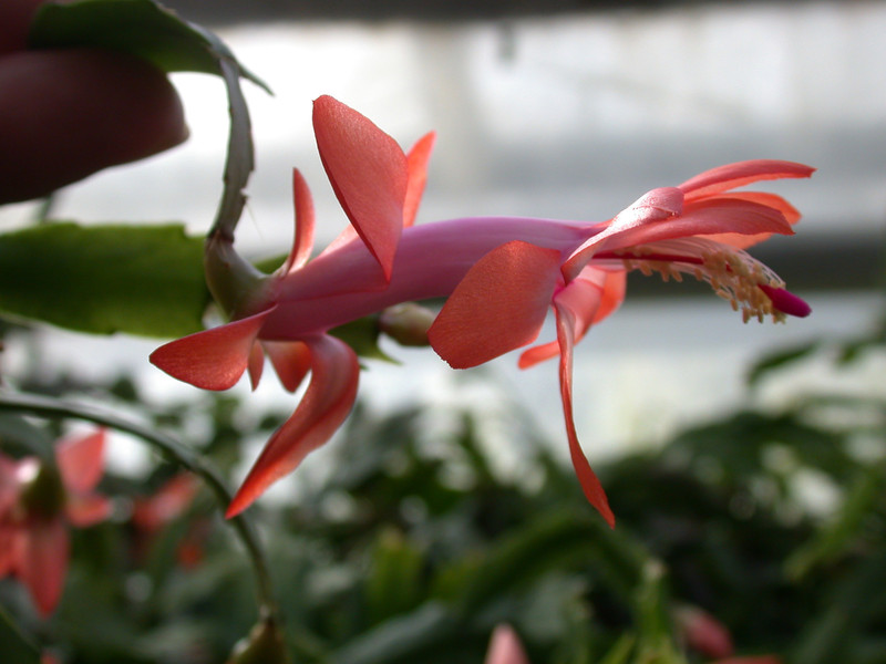 schlumbergera thor vida 01