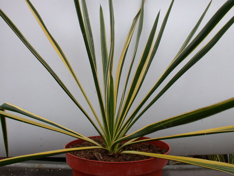 yucca filamentosa bright edge 9727