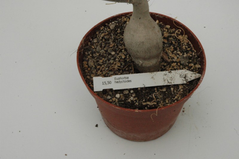 euphorbia hedyotoides 04