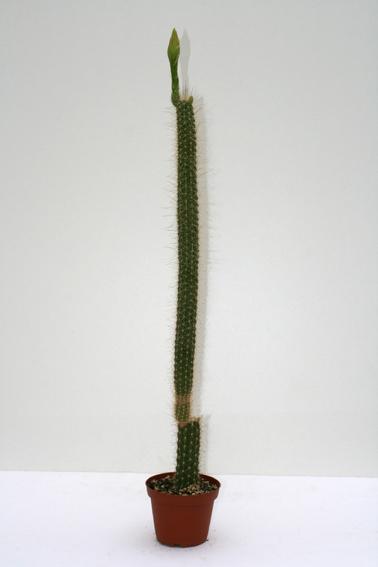 nytocereus serpentinus 3619