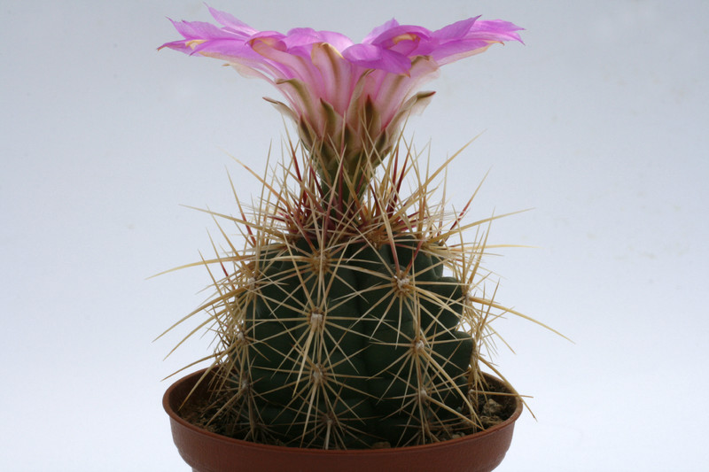 thelocactus bicolor pm21 57 9848