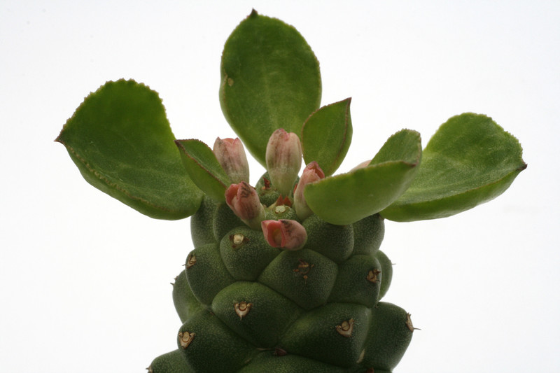 monadenium ritchiei 9782