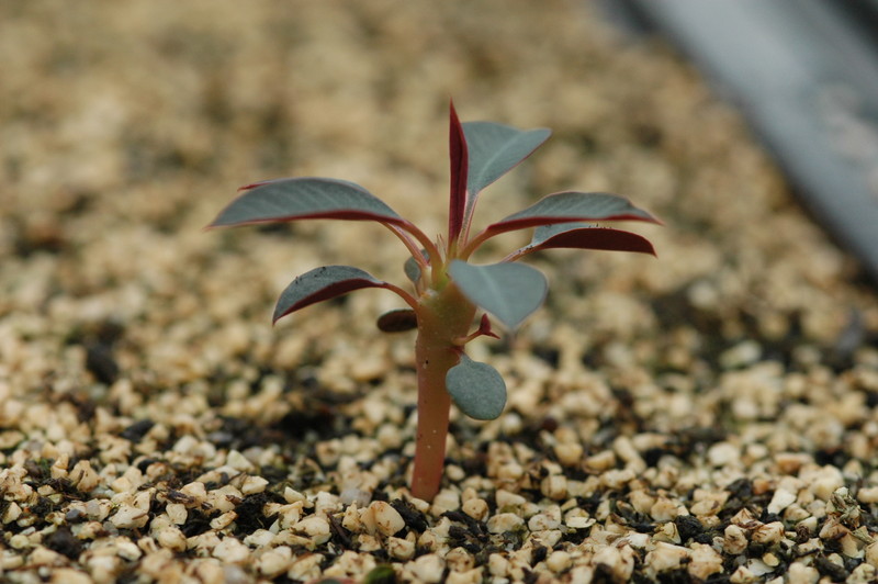 euphorbia pachypodioides 194