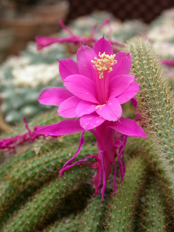 aporocactus flagelliformis x vs 01