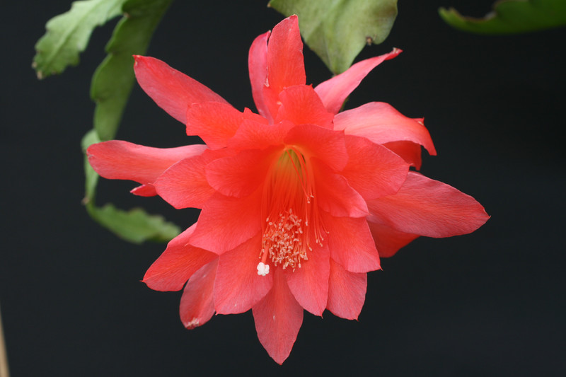 eh cecil cactus 5575 2357
