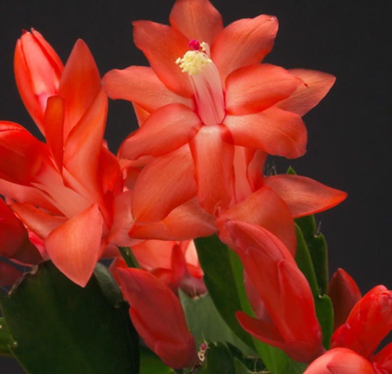 schlumbergera malindi