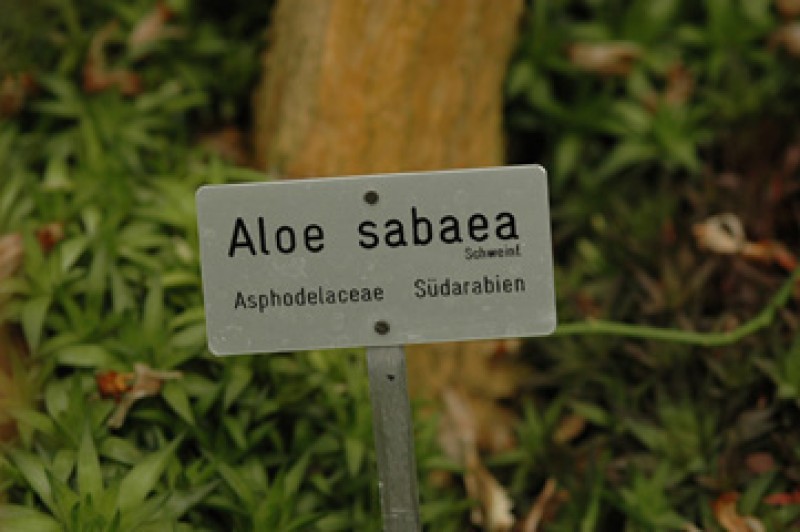 aloe sabaea 03