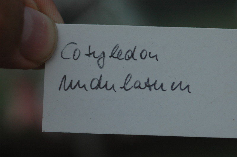 cotyledon undulatum 06