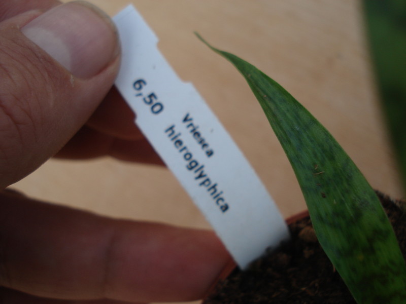 vriesea hieroglyphica 4582