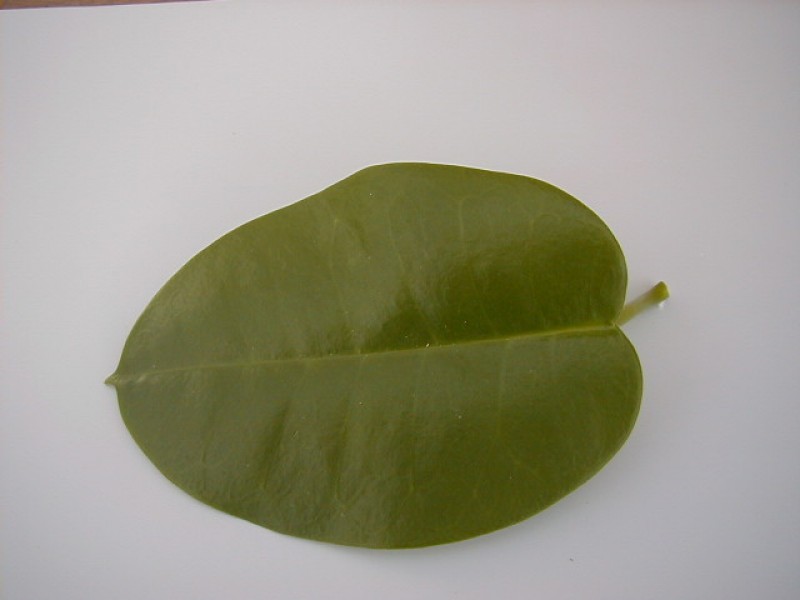 hoya ariadna leaf