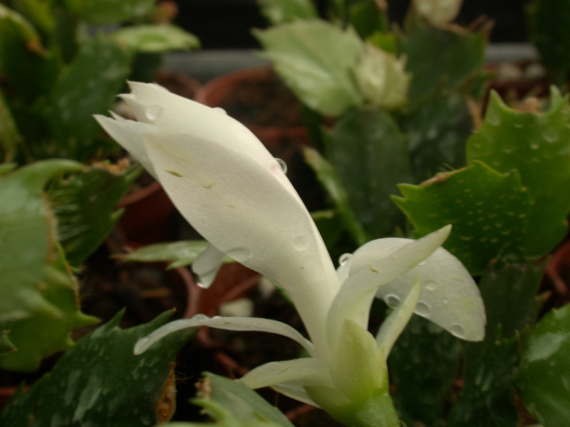 schlumbergera thor britta08