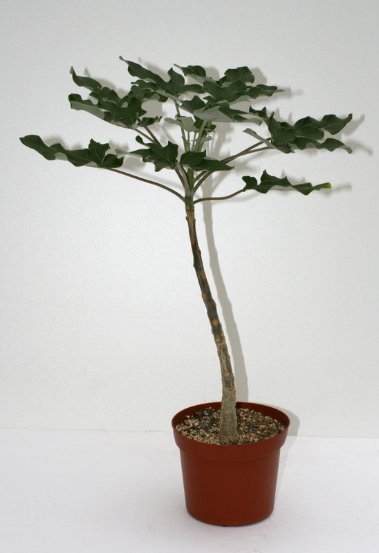 uncarina decaryi 3550