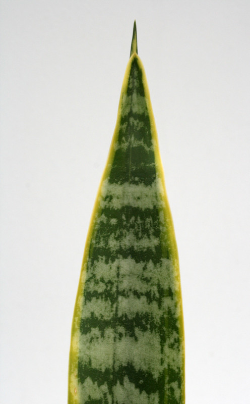 sansevieria trifasciata 5719