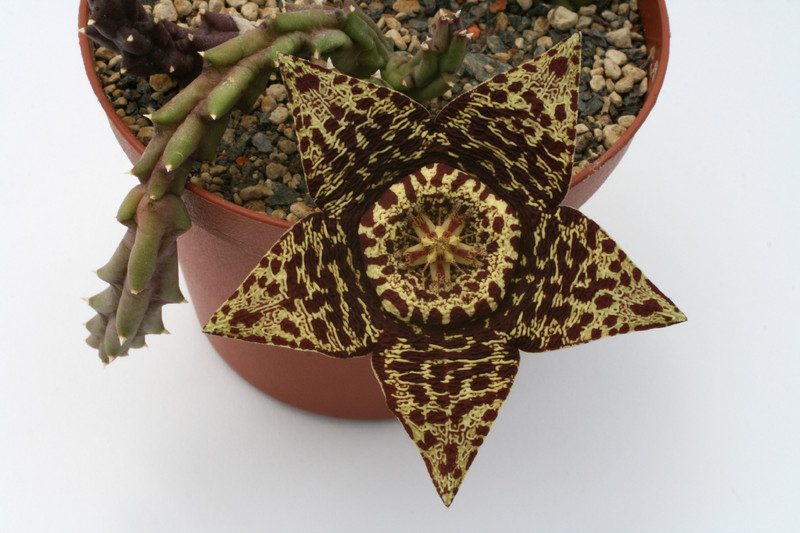 orbea variegata dunkle bluete 9332