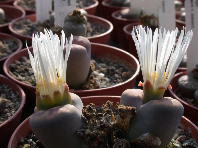 lithops hallii04