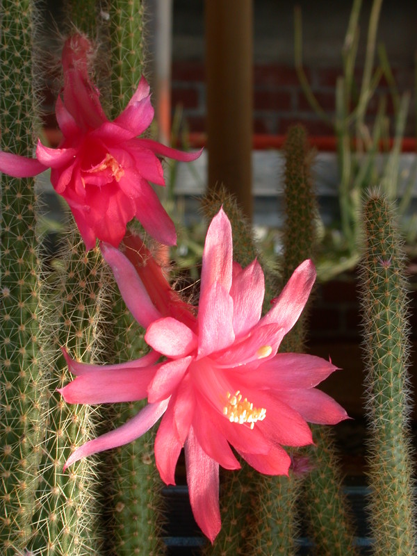 aporocactus flagriformis 9655